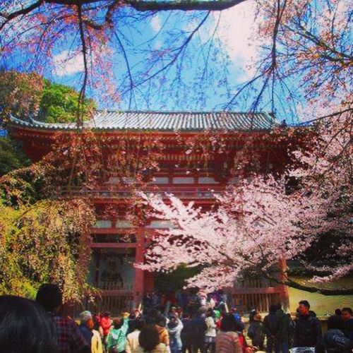 桜見るなら醍醐寺、随心院、東寺のライトアップ - ★カメラ女子・管理栄養士の写真旅行ブログ★
