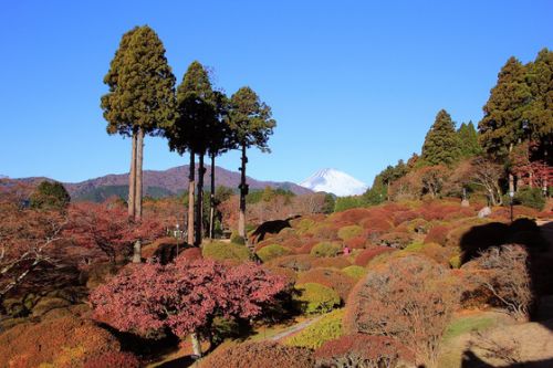 箱根　小田急・山のホテルの大庭園のツツジの紅葉と富士山