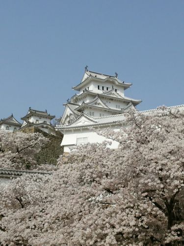 日本初の世界遺産と桜 