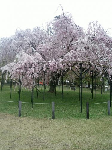 世界遺産！上賀茂神社の名物しだれ桜 
