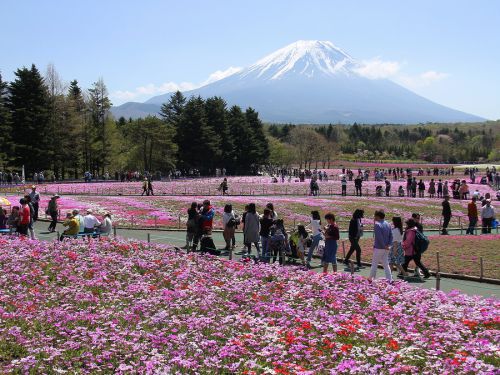 富士芝桜まつり（2018）／全国屈指の絶景！秀麗な富士山を彩るカラフルな花の絨毯