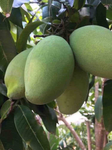#アンコールワット日本語ガイドトム(673)#カンボジア（アンコールワット)オススメの果物マンゴー
