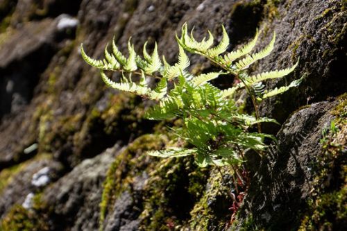 新緑の世界遺産日光 その4 世界遺産の地に逞しく生きる植物たち