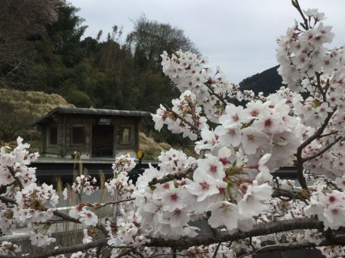 【春の奈良旅1】世界遺産 法起寺の日本最古の三重塔と桜の競演   - おでかけ ももよろず