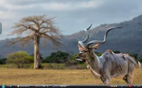 セルース猟獣保護区 - タンザニア 世界遺産　写真・壁紙集