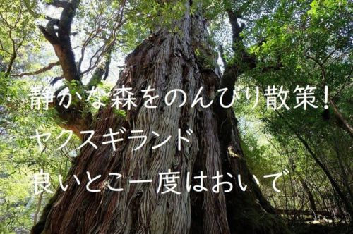屋久島動画【屋久杉の森の原風景・ヤクスギランド】静かな森をのんびりと歩くことができる穴場コース。親子登山にも最適です。