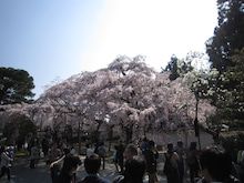 ２０１５年３月京都5　醍醐寺5  三宝院