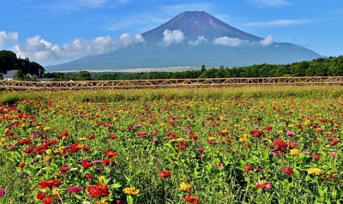 世界遺産 「富士山」　花と滝と湖をめぐる快適ドライブ旅