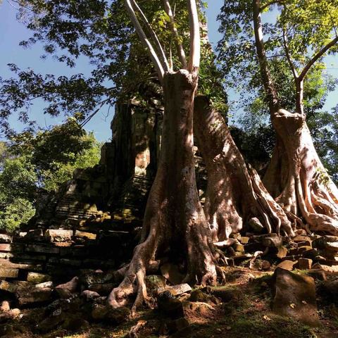 #アンコールワットのオススメ日本語ガイドトム(737)アンコールトムのプリアパリライ寺院のガジュマルの木。