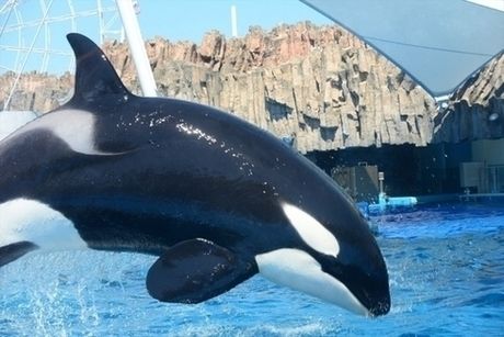 爽やか北海道2020 クジラを探す知床ネイチャークルーズ＆羅臼（ラウス）ビジターセンター - sekaiの違い