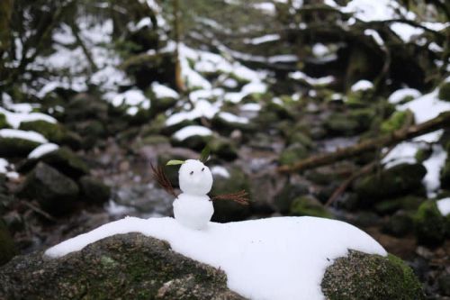 雪に覆われたもののけ姫のモデルの森【屋久島白谷雲水峡ガイドツアー】