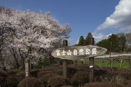 ソメイヨシノ、ヤマザクラ、オオシマザクラが咲く芳賀町富士山自然公園