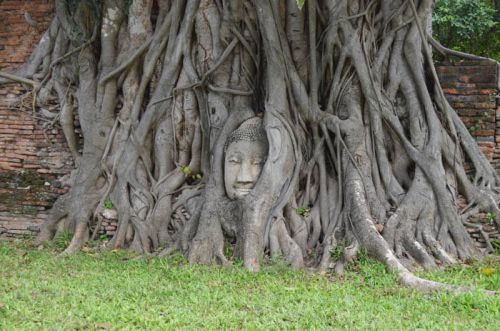 アユタヤのワット・マハタート　仏頭のある木がある遺跡の紹介 - なんとなくバンコクに移住してみました