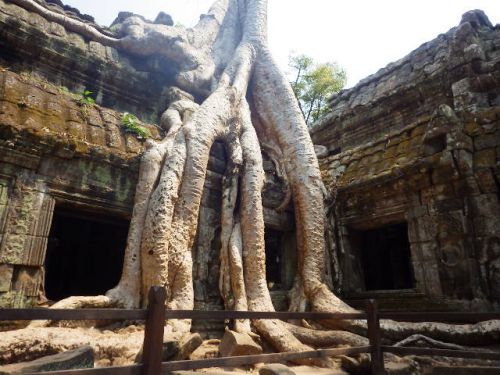 【スポアン (榕樹) がヘビのように石に絡みつく幻想的な光景】アンコール・トム (Angkor Thom) 周辺遺跡群