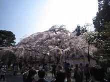 ２０１５年３月京都5　醍醐寺5 三宝院