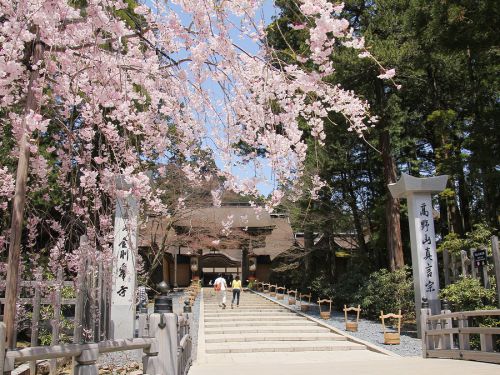 世界遺産・高野山金剛峯寺を訪ねて／GWだけど桜咲く、ニッポンの名刹中の名刹